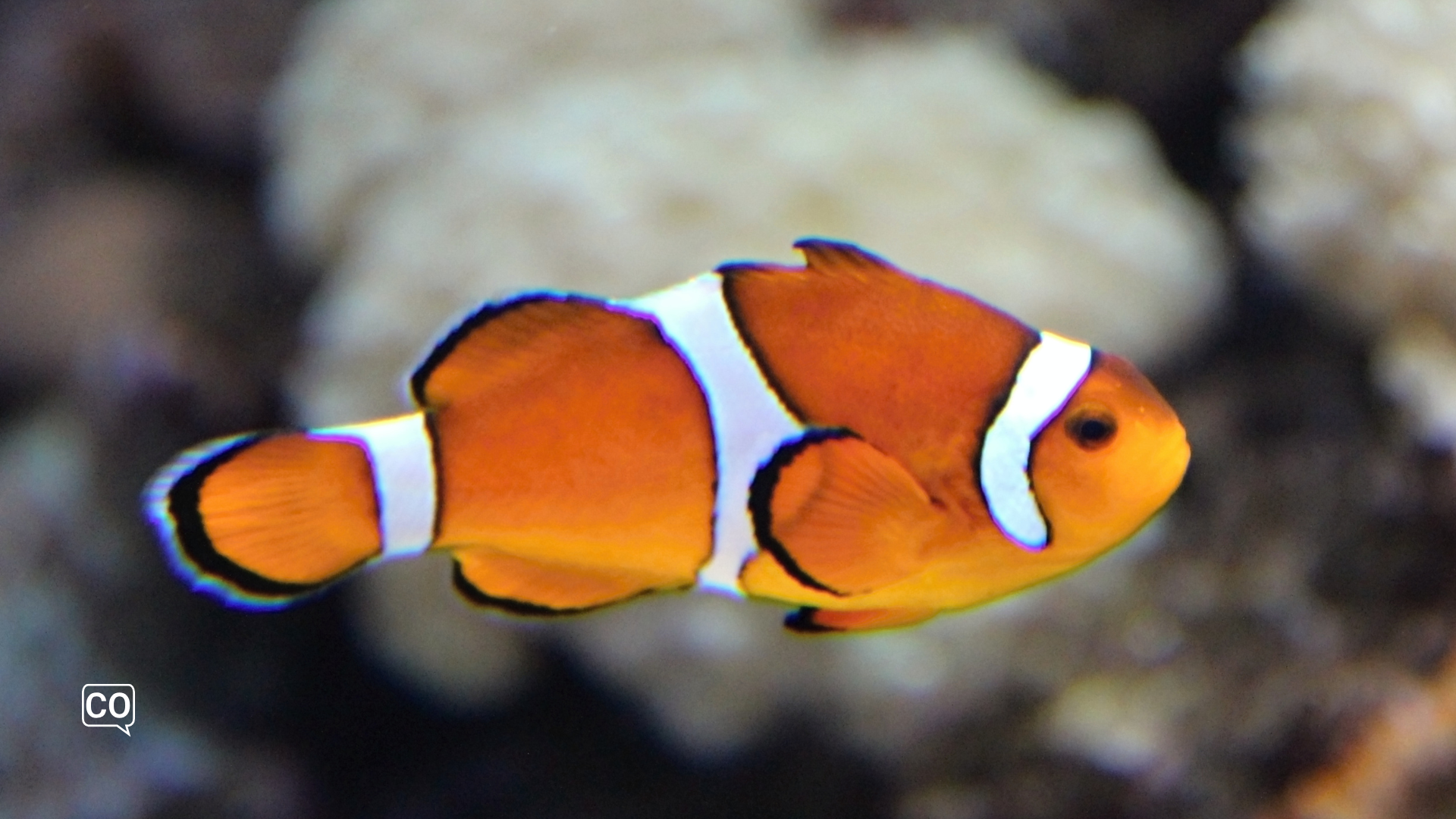 Het Oceanogràfic van Valencia