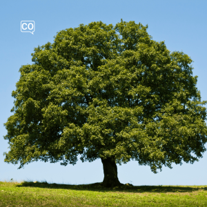  El árbol: De boom (Spaans)