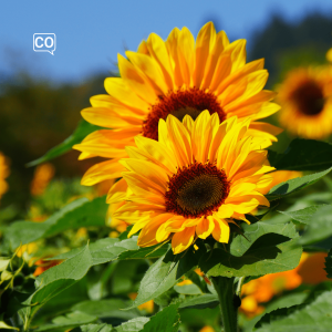  El girasol: De zonnebloem (Spaans)