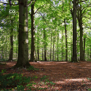  El bosque: Het bos (Spaans)