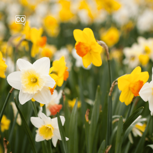  El narciso: De narcis (Spaans)