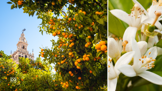 A1.36.4 De Tuin van de Sinaasappels in Sevilla