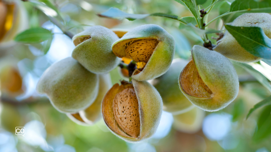  Amandelen: de nutritionele schat van Spanje